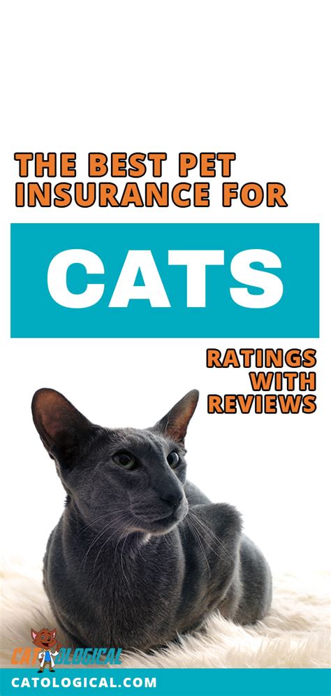 Best Pet Insurance For Cats - All Insurances