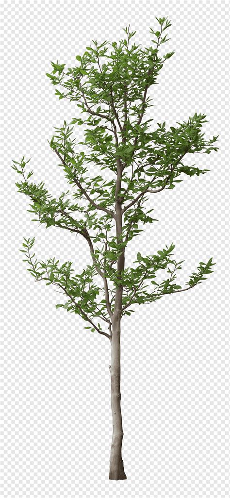 Luxuriant trees, luxuriant trees, tree layer, plants png | PNGWing