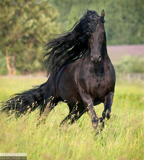 Friesian | Horses, Friesian horse, Black horses