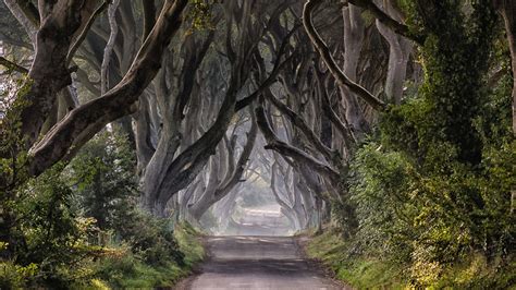 Game of Thrones' famous Dark Hedges trees could face chop in Northern ...