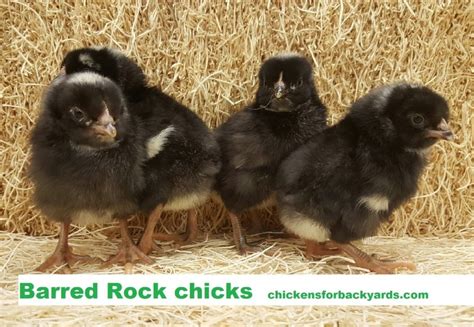 Baby Barred Plymouth Chickens For Sale | Chickens For Backyards