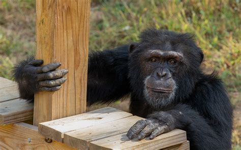 Chimp Faces: Noticing & Reading Facial Expressions - Project Chimps