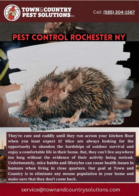 Pest And Mouse Control Rochester NY by infographicses - Issuu