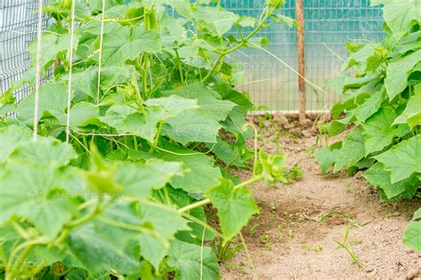 growing cucumbers in greenhouse 9982025 Stock Photo at Vecteezy