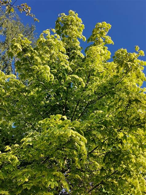 Floral Passions: Variegated Norway Maple