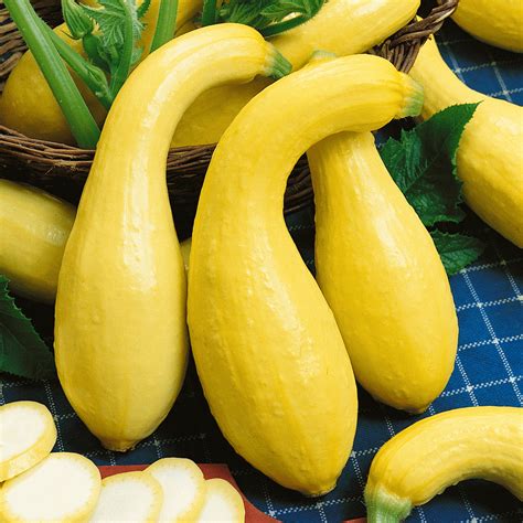 Crookneck Squash Seeds | Yellow Crookneck Squash