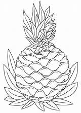 Hawaiian Pineapple coloring Page  Download Print Or Color Online For Free sketch template