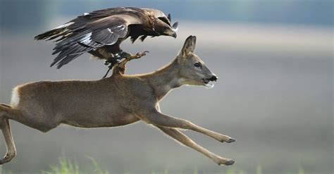 Video shows trained Golden Eagle hunting deer - GetZone