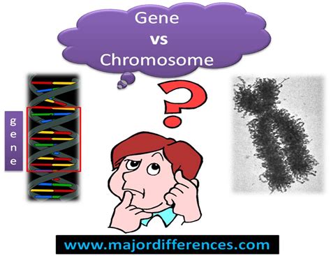 Difference between DNA, Gene and Chromosome