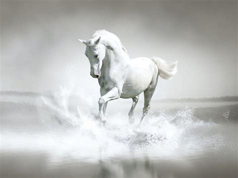 White Horse Running On Beach Wallpapers - Wallpaper Cave