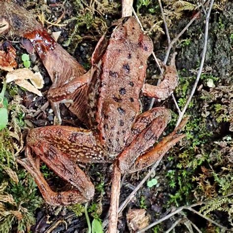 Rana aurora (Northern Red-legged Frog) – 10,000 Things of the Pacific Northwest