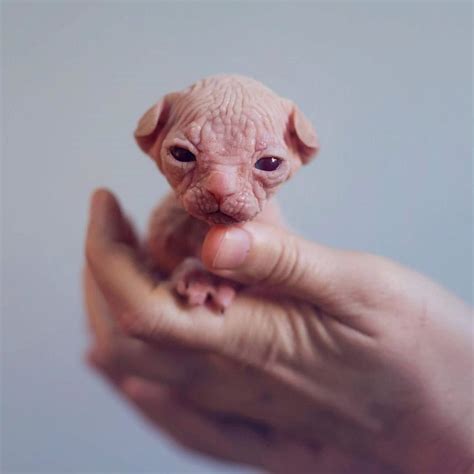 13 Convincingly Cute Sphynx Cats