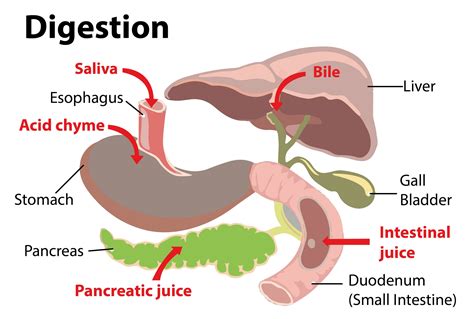 Gastric Juice Definition Digestion - Best Juice Images