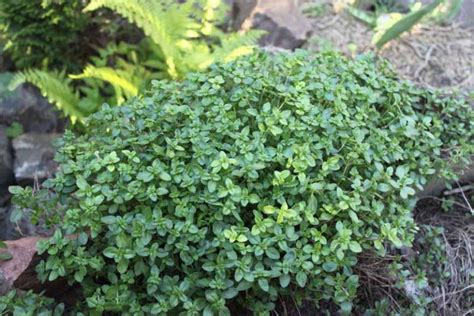 How to Grow Creeping Thyme (Thymus praecox) | Gardener’s Path