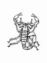 Arizona Bark Scorpion coloring Page sketch template