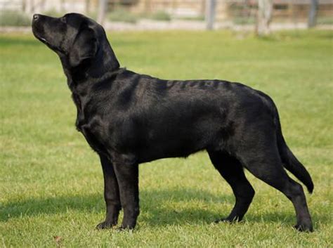 7 Month Old Black Female Labrador Retriever Champion Sired for Sale in Victor, Montana ...