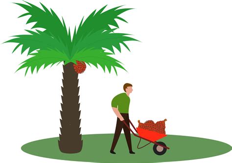 Workers on oil palm plantations are harvesting palm fruit, coconut palm farm for oil mills ...