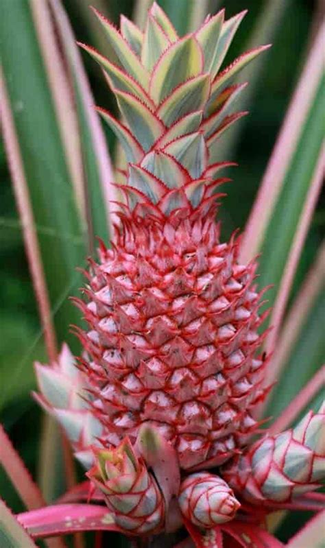 Pink pineapples are now available - Learning Thursdays