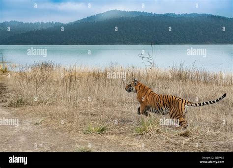 Tiger at Corbett Tiger reserve India Stock Photo - Alamy