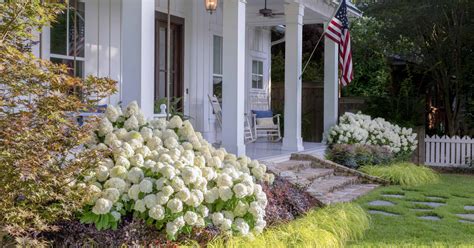 White Wedding® Hydrangea from Southern Living