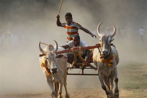 Traditional Bullock Cart Race Editorial Image - Image: 40042215