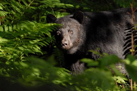 Vermont Woman Mauled by Bear in Her Backyard While Letting Dog Out: 'It Was Terrifying'