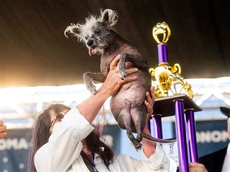 Scooter, a Bald Dog With Backward Legs, Crowned 'World's Ugliest Dog ...