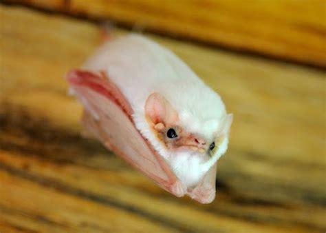 Northern Ghost Bat | Albino animals, Bat, Cute bat