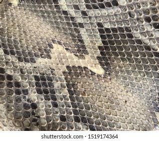 9,565 Black white snake skin Stock Photos, Images & Photography | Shutterstock