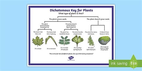 Dichotomous Key for Plants (l'insegnante ha fatto) - Twinkl