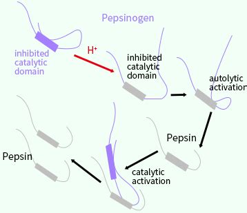 Pepsinogen-enzyme