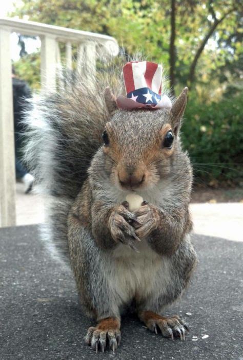 Pet Squirrel (27 pics)