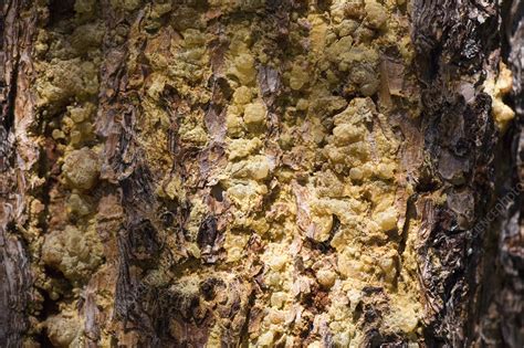 Pine Bark Beetle Damage - Stock Image - C003/7533 - Science Photo Library