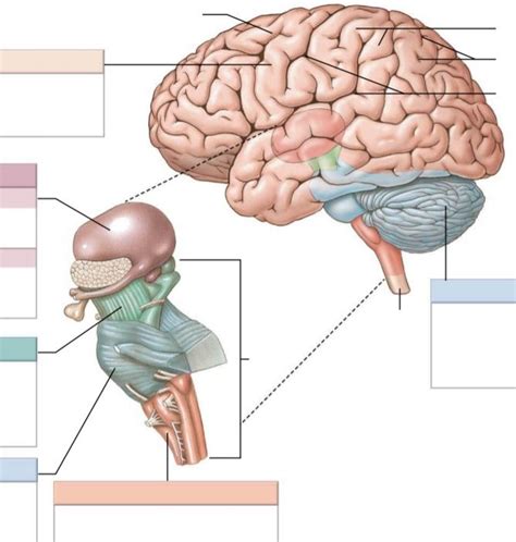 Brain Stem Diagram | Quizlet