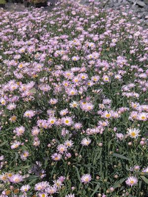 Boltonia ast. 'Pink Beauty' Thousand -flowered Aster from Babikow