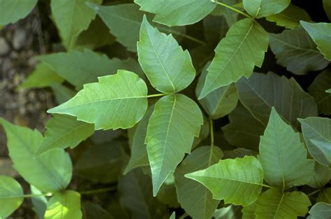 How to get rid of poison ivy: remove this weed for a safer garden | GardeningEtc