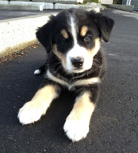 Bernese Mountain Dog Lab Mix Puppies For Sale : Dream dog! Labernese ...