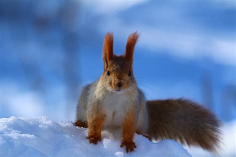 Download Animal Squirrel HD Wallpaper