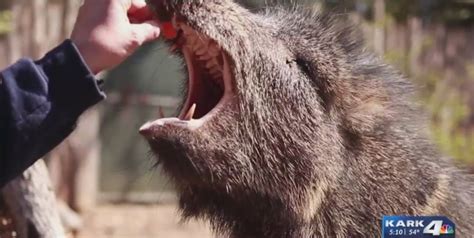 Zoo & A: Peccaries | KARK