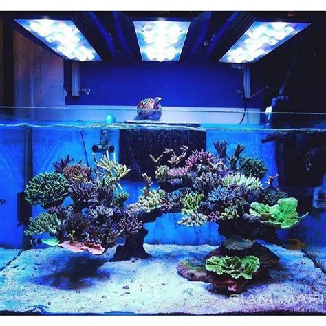 Pin by Ian McFarland on Online Aquarium Shopping Secrets | Saltwater fish tanks, Reef tank, Reef ...