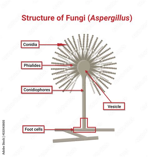 Structure and Physiology of Aspergillus under the optical microscope ...