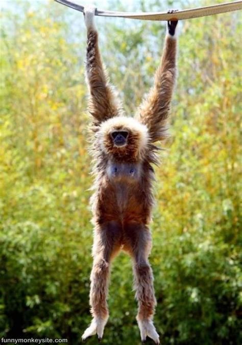 Just Hanging Around - Funny Monkey Pictures