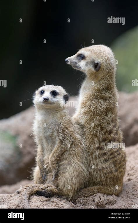 Meerkat tunnel hi-res stock photography and images - Alamy