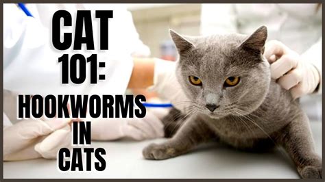 Cat 101: Hookworms in Cats - YouTube