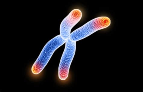 Cellular Aging Can Be Reversed Through Telomere Lengthening