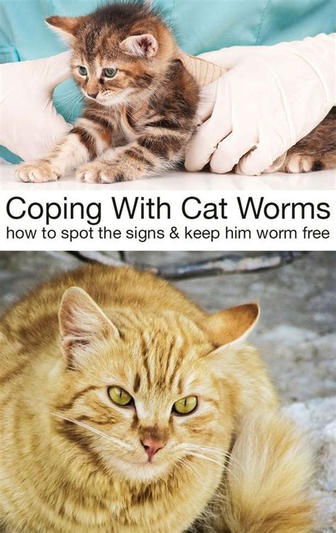 The most common types types of cat worms, how to recognize the symptoms ...