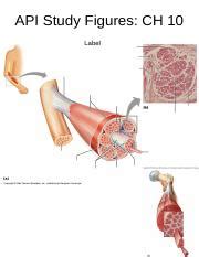 Understanding Fascicle Arrangements and Muscle Movements: A | Course Hero