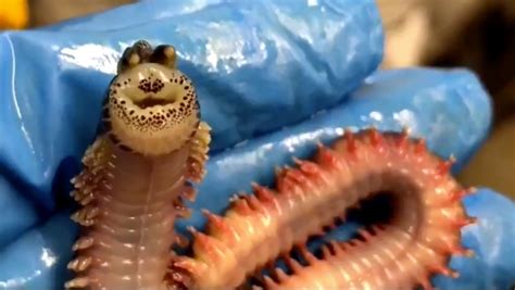 Sweet and Terrifying? Sea Worm that Seems to Smile Goes Crazy Around the World | Maritime Herald