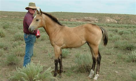 5 Fun Facts About Buckskin Horses | Buckskin horse, Horses, Beautiful horses