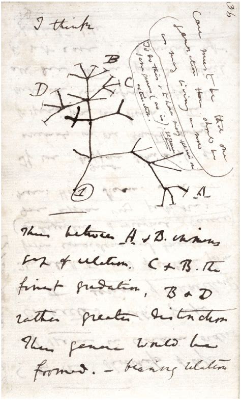 Charles Darwin, tree-of-Life sketch from notebook B, 1837. Reproduced... | Download Scientific ...